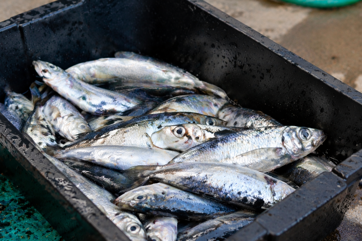 Fish support donation for rescued African Penguins at SAPREC