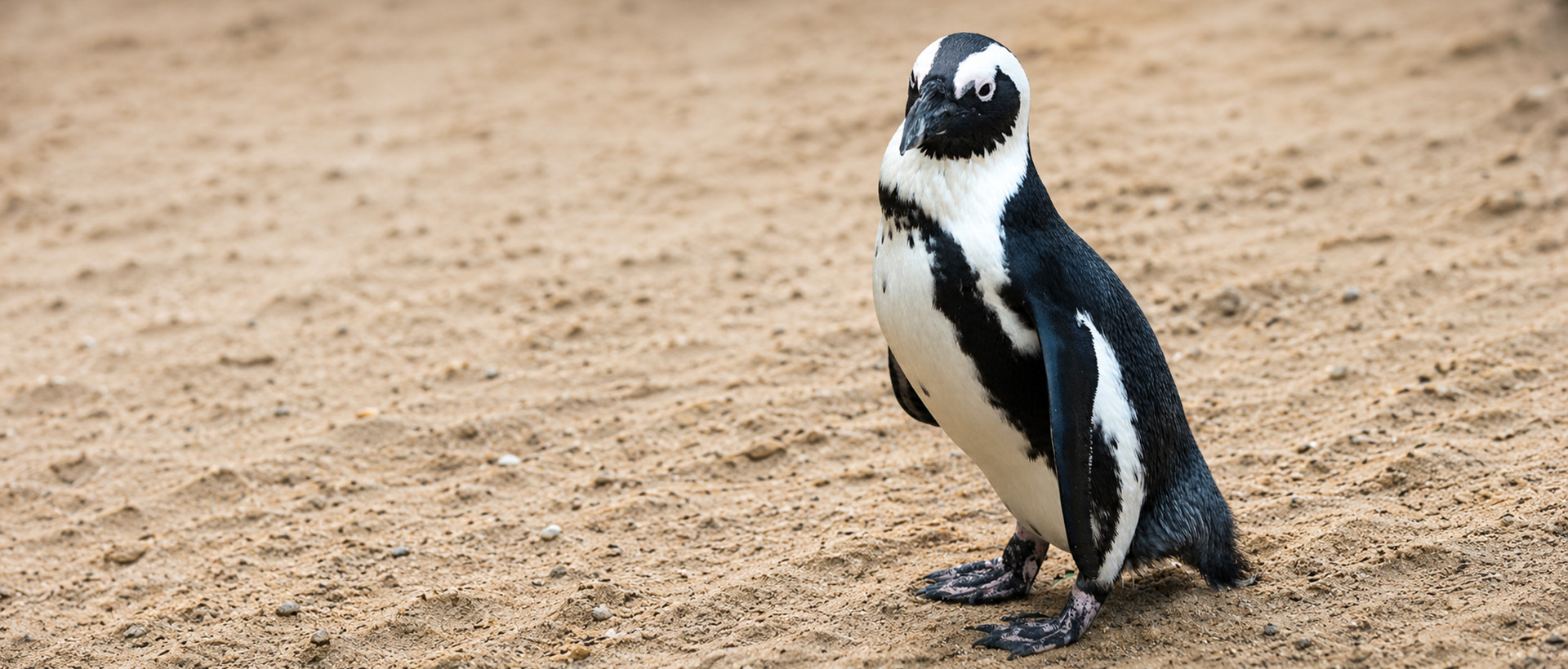 African penguin at SAPREC Seabird and Penguin Rehabilitation Centre in Mossel Bay