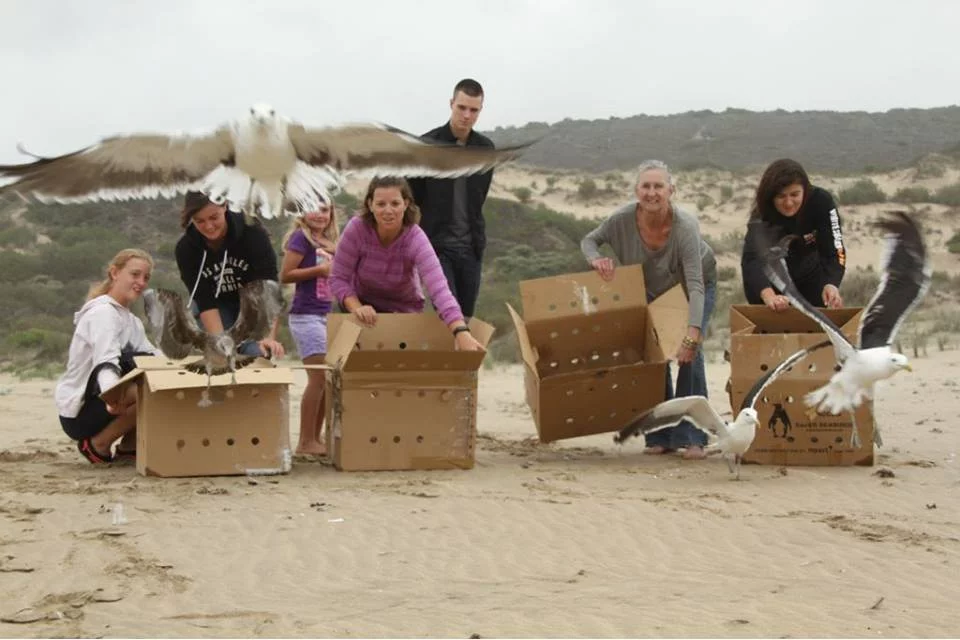 SAPREC penguin and seabird rehabilitation centre in Mossel Bay